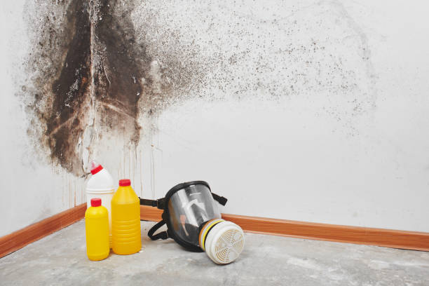 Best HVAC Mold Remediation in Rapid City, MI