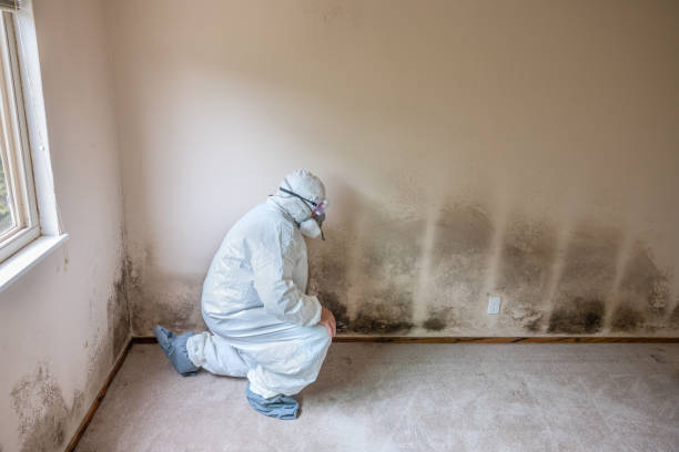 Professional Mold Remediation in Rapid City, MI