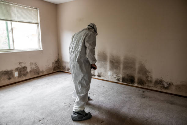 Best Mold Remediation for Specific Building Types in Rapid City, MI