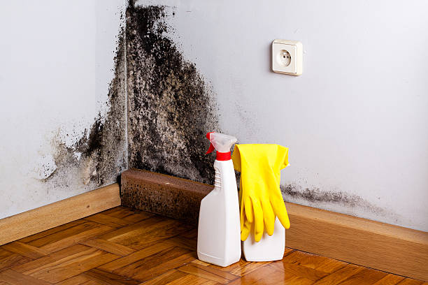Best Health and Safety Mold Remediation in Rapid City, MI