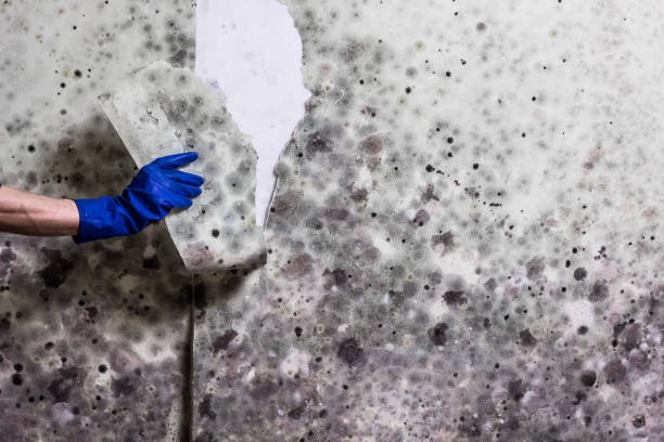 Best Mold Remediation for Schools in Rapid City, MI
