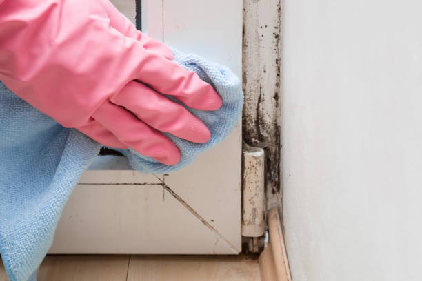 Best Industrial Mold Remediation in Rapid City, MI