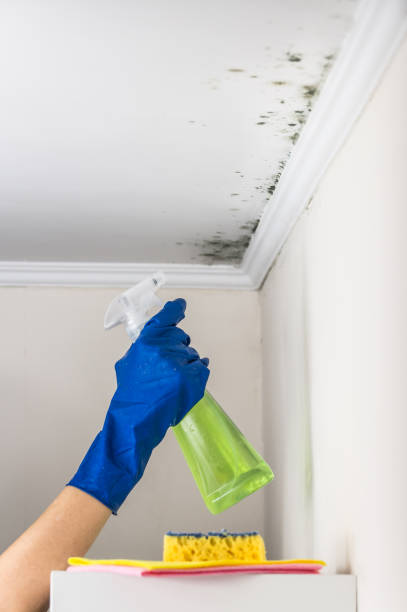 Best Mold Testing and Inspection Services in Rapid City, MI