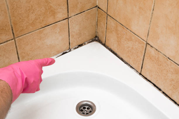 Best Bathroom Mold Remediation in Rapid City, MI